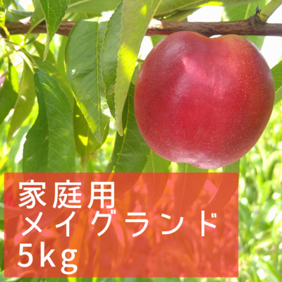 新鮮 ヤマモモ 中粒(5キロ) 新鮮 ヤマモモ 中粒(5キロ)